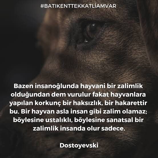 Esra Erol, Ankara'daki köpek katliamına sessiz kalmadı... 7