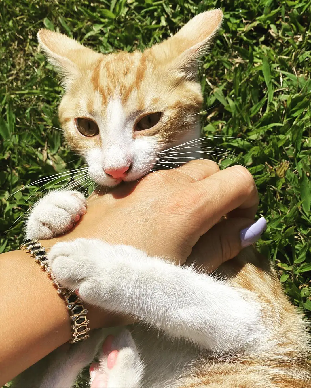 Demet Özdemir'in şirin kedisiyle imtihanı! Minik büyüdü, tam şımarık oldu... 7