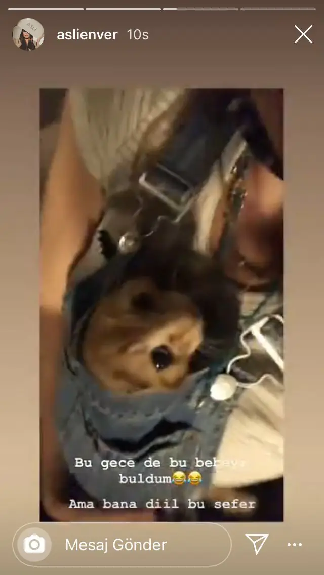 Aslı Enver, yavru kediyle içimizi ısıttı ama bir de o hatayı yapmasaydı iyiydi! 9