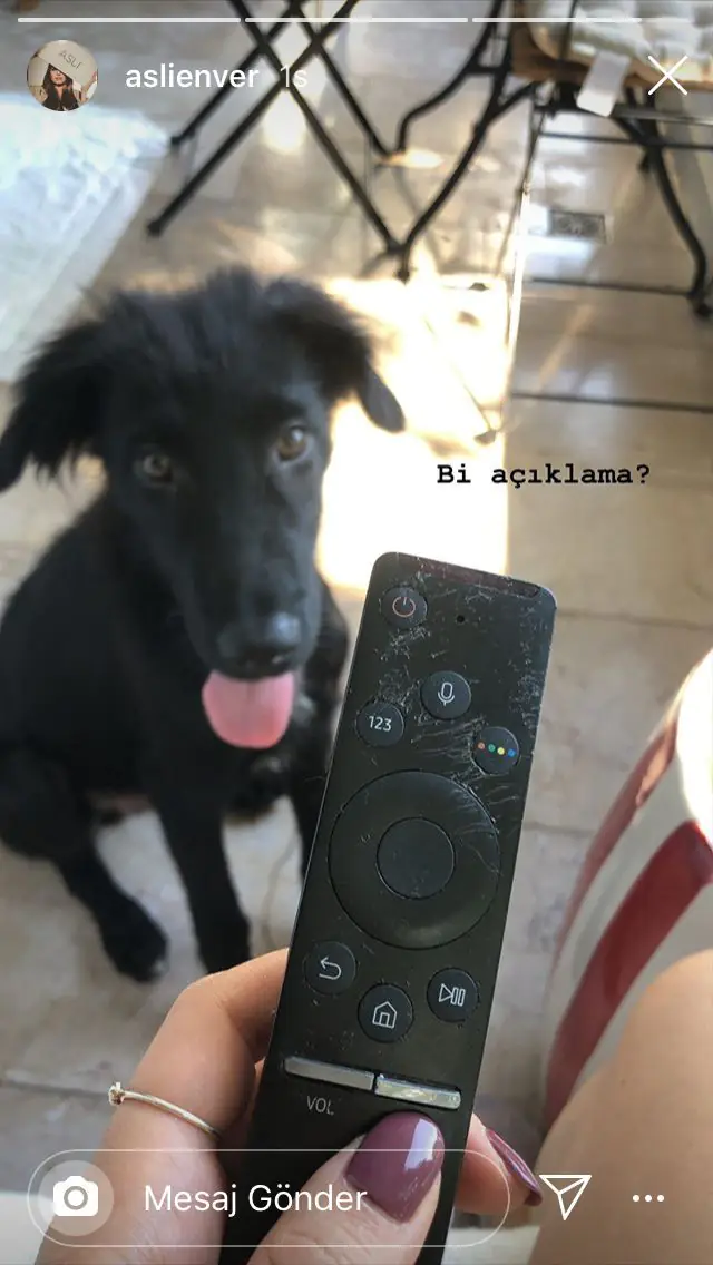 Aslı Enver'in başı minik köpeğiyle büyük dertte! Bir açıklama bekliyor! 10 Aslı Enver'in başı minik köpeğiyle büyük dertte! Bir açıklama bekliyor! 10