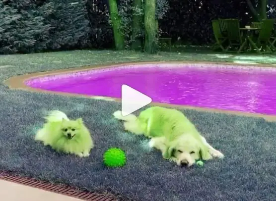 Beren Saat, sevimli köpeğinin hikayesini ilk kez paylaştı 9
